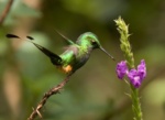 Rufous-booted Racket-tail